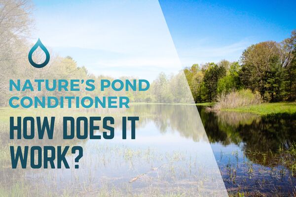 How Nature's Pond Conditioner work?